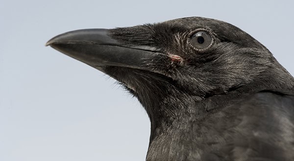 Young Carrion Crow - Corvus corone (4 months) Young Carrion Crow - Corvus corone (4 months)