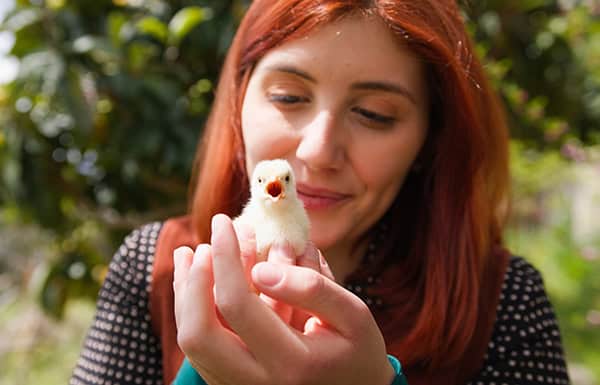 Young girl caresses little chick. הגנה על אפרוחים