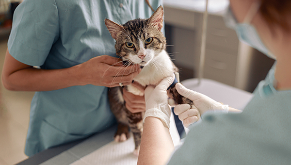 Veterinarian examines cat paw with tourniquet while nurse holds animal at table ללכת לווטרינר זה טבעי?