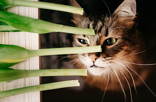 Cat eating green plant חתול עלים