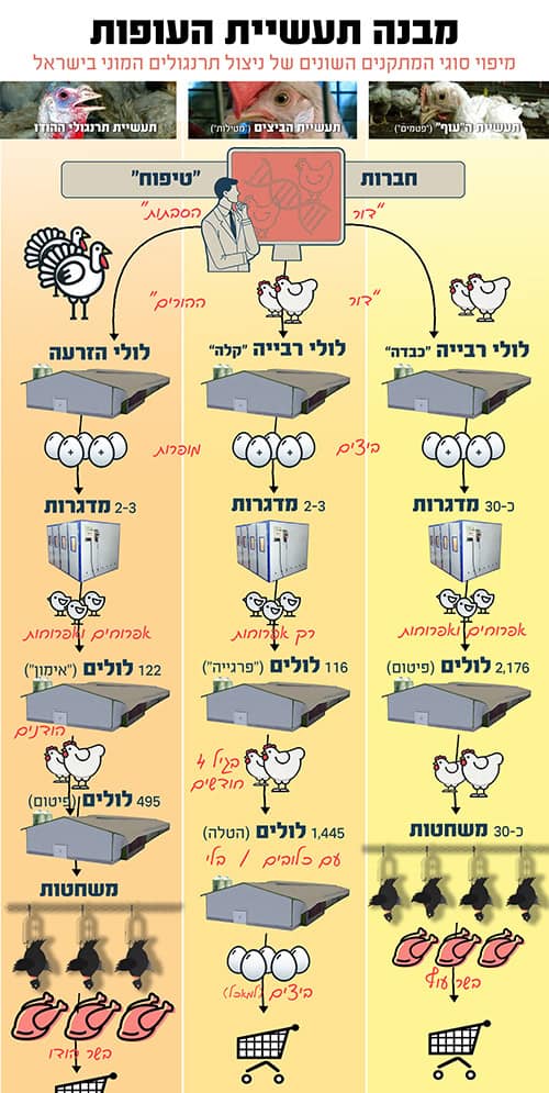 מבנה תעשיית העופות מבנה תעשיית העופות
