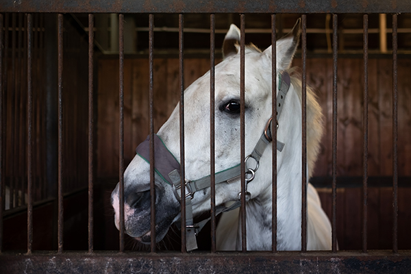 White horse standing in the stable. White horse standing in the stable.