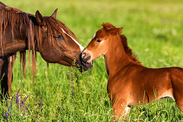 Portrait of a beautiful horse foal with mother סוסה עם סייח בשדה