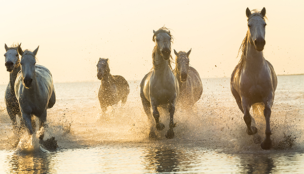 Camargue,France,Medium group of white horses running in the ocean. סוסים שמחים רצים על שפת הים