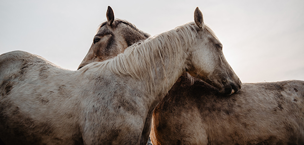 horses שני סוסים מטפחים ומנקים זה את זה באזורים שקשה להם לנקות בעצמם
