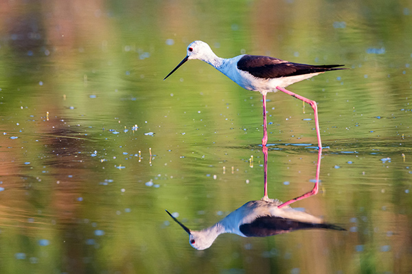 Black-winged stilt or Himantopus himantopus wades in marshland ציפור משתקפת במים