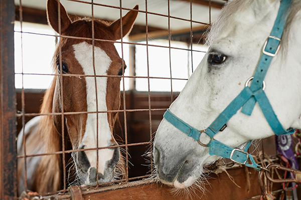 Horses in Stables סוסים בתאים באורווה