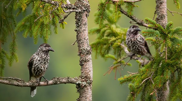 Two spotted nutcrackers sitting on treetop in summer