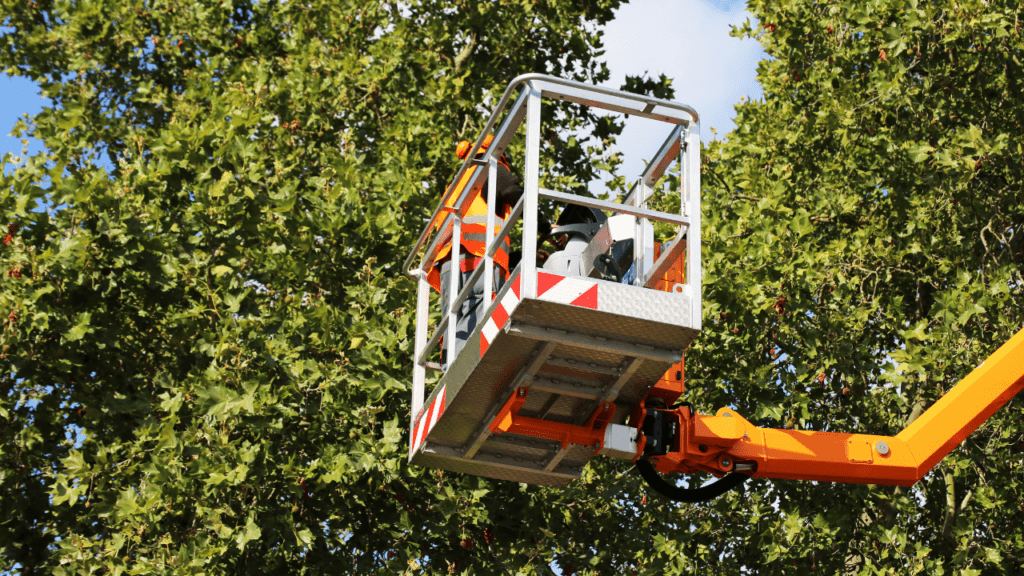 Professional Tree Care Services in Marin, CA