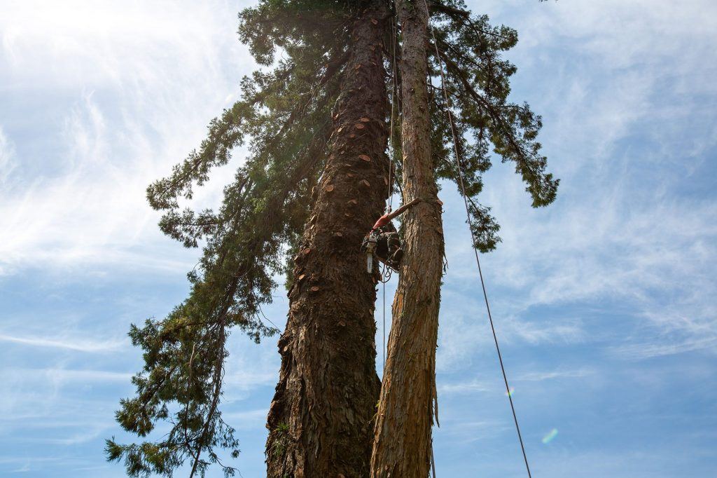 Large tree removal by the tree care professionals at Atlas Tree