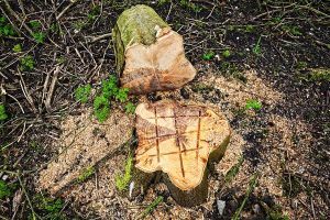Tree stump scored and ready to be removed by professionals at Atlas Tree
