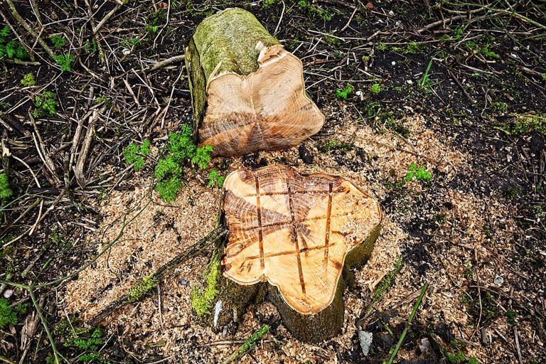 Tree stump scored and ready to be removed by professionals at Atlas Tree
