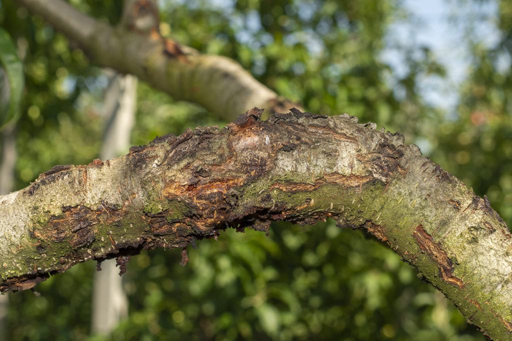 Use a scratch test to figure out if it’s time to have your tree removed