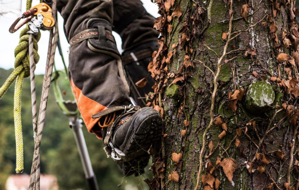 Certified arborist climbing a tree for inspection