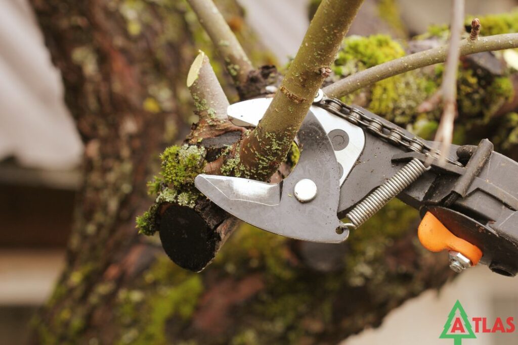 improper pruning