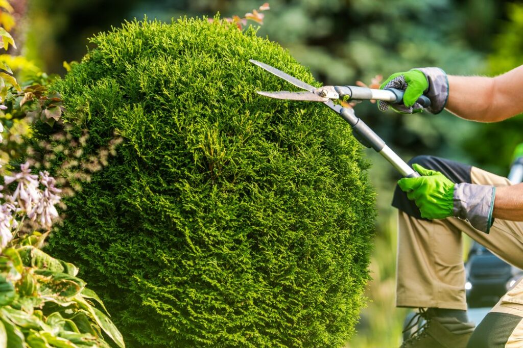 Exceptional Tree Care Services in Novato, CA