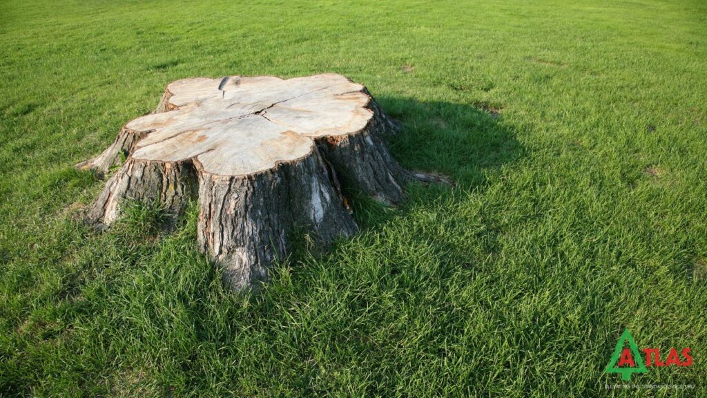 Removal of Roots and Stump