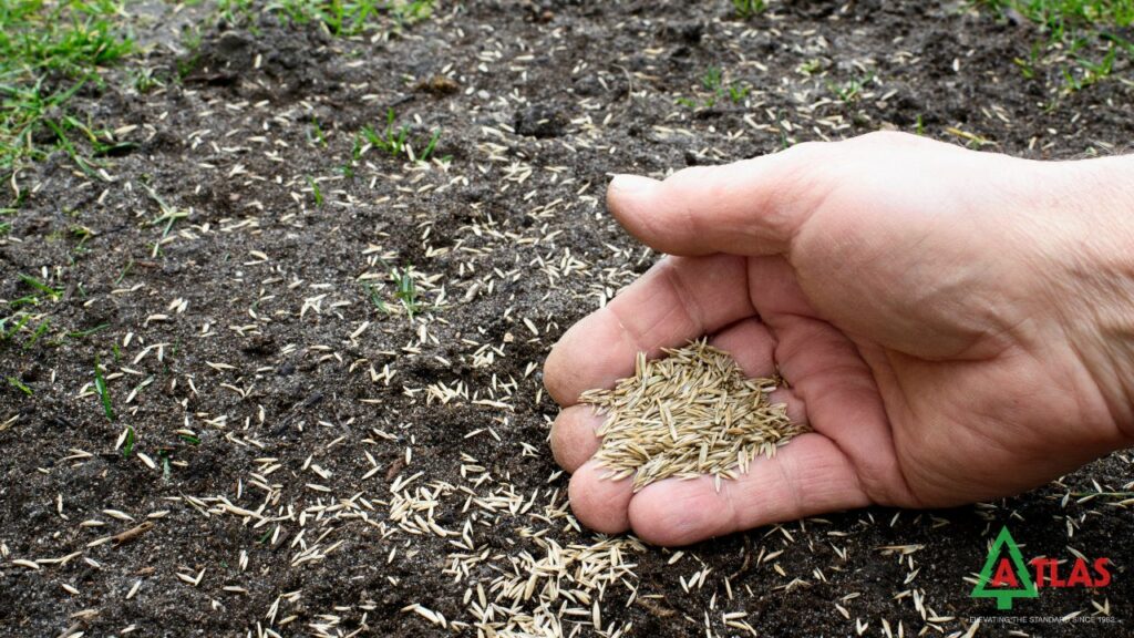 Reseeding The Area