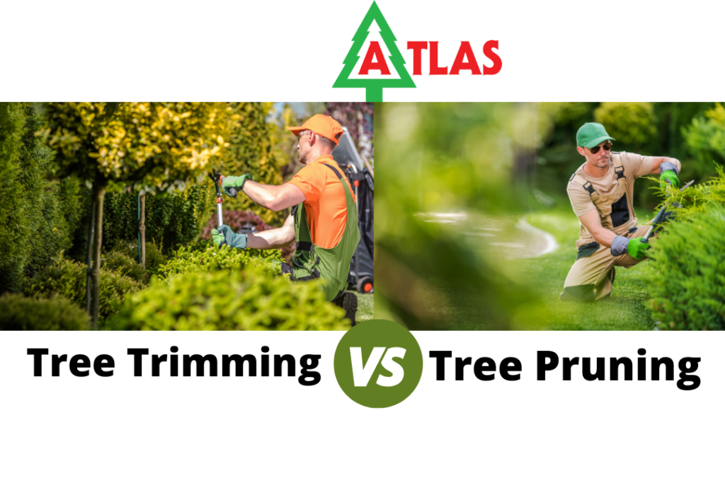 tree trimming vs tree pruning