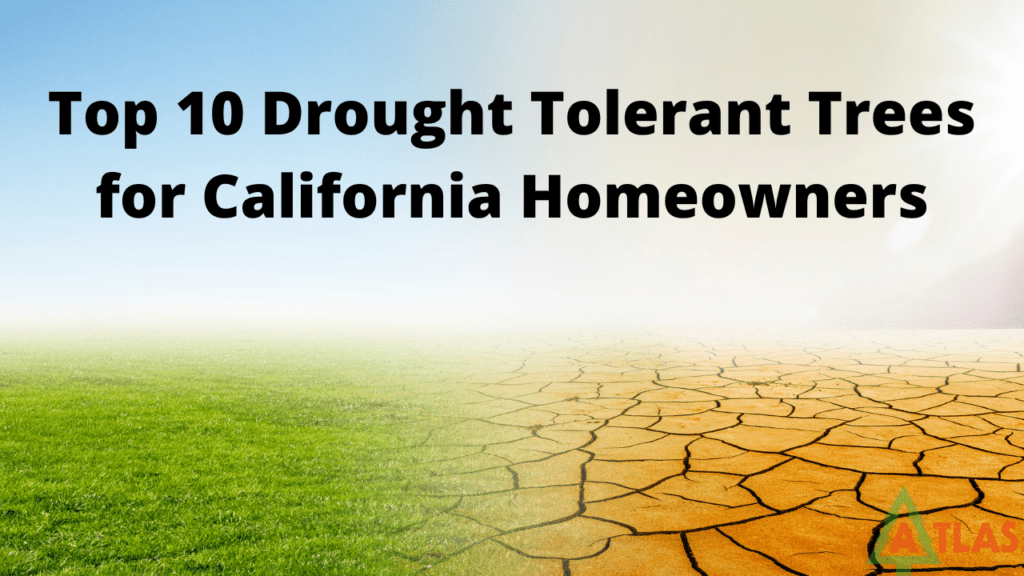 drought tolerant trees for California