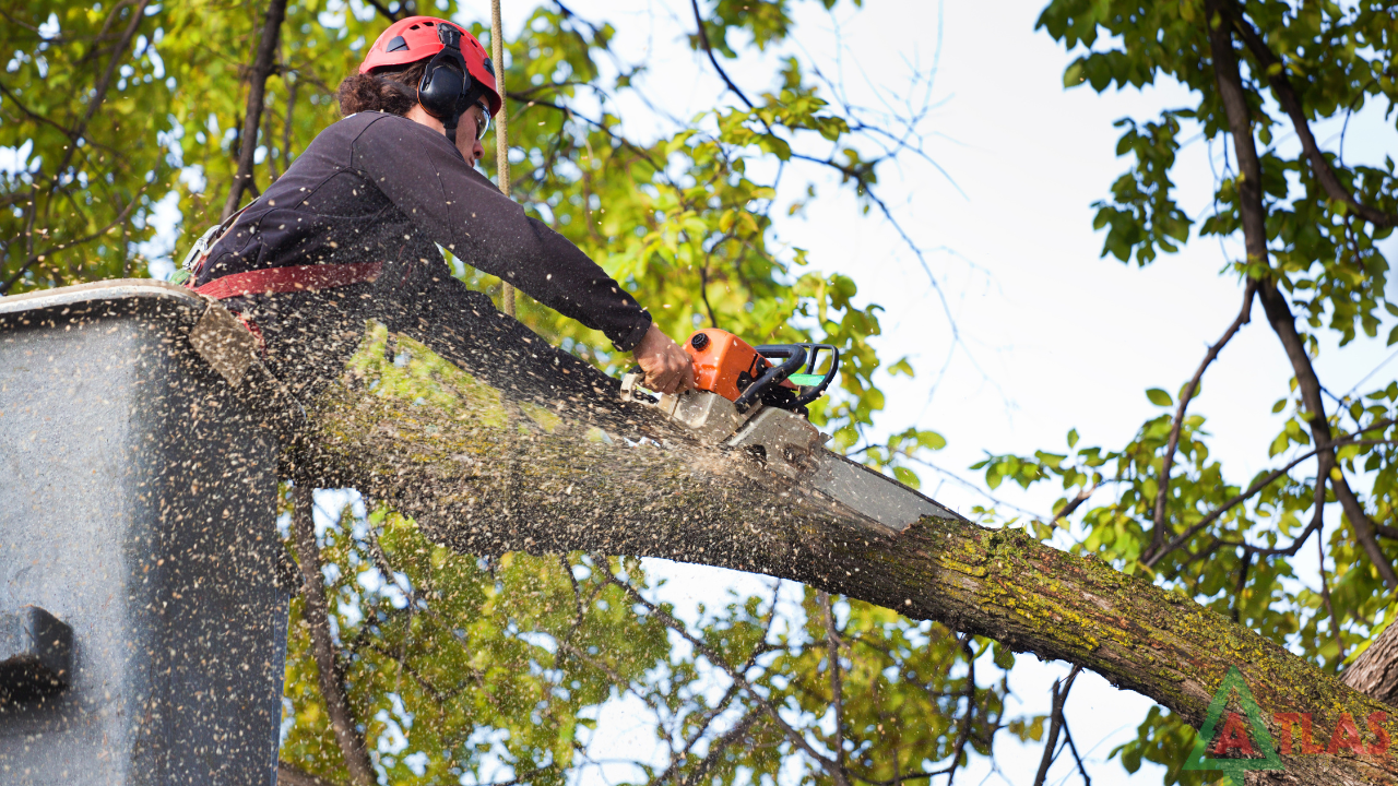 tree service Placerville