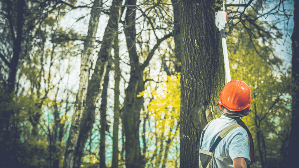 how to remove a large tree
