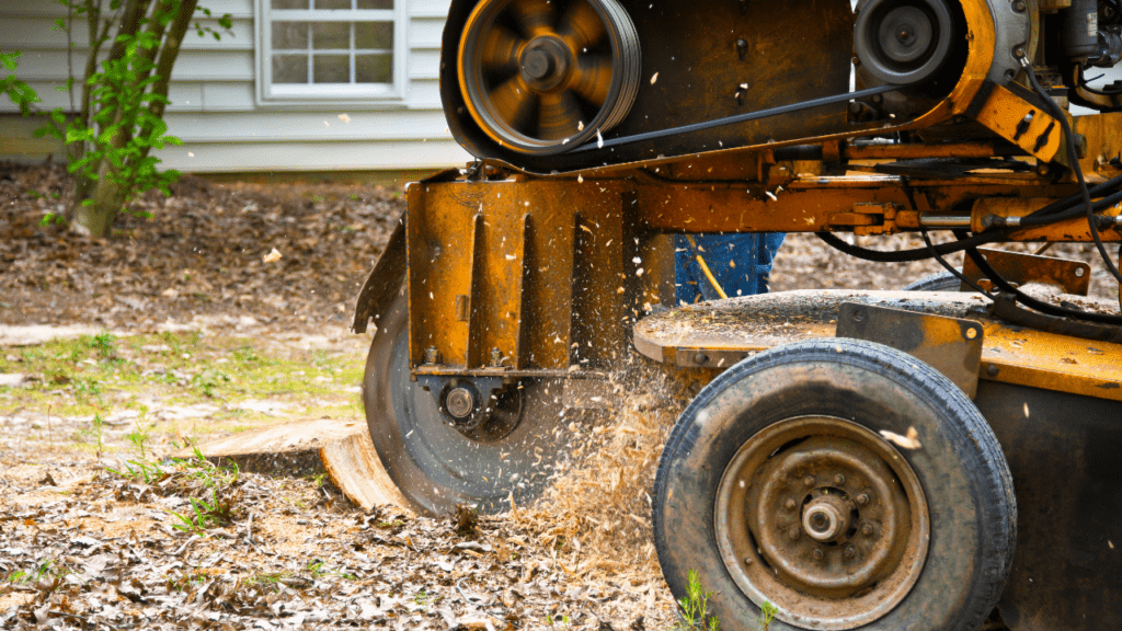 tree planting after stump grinding