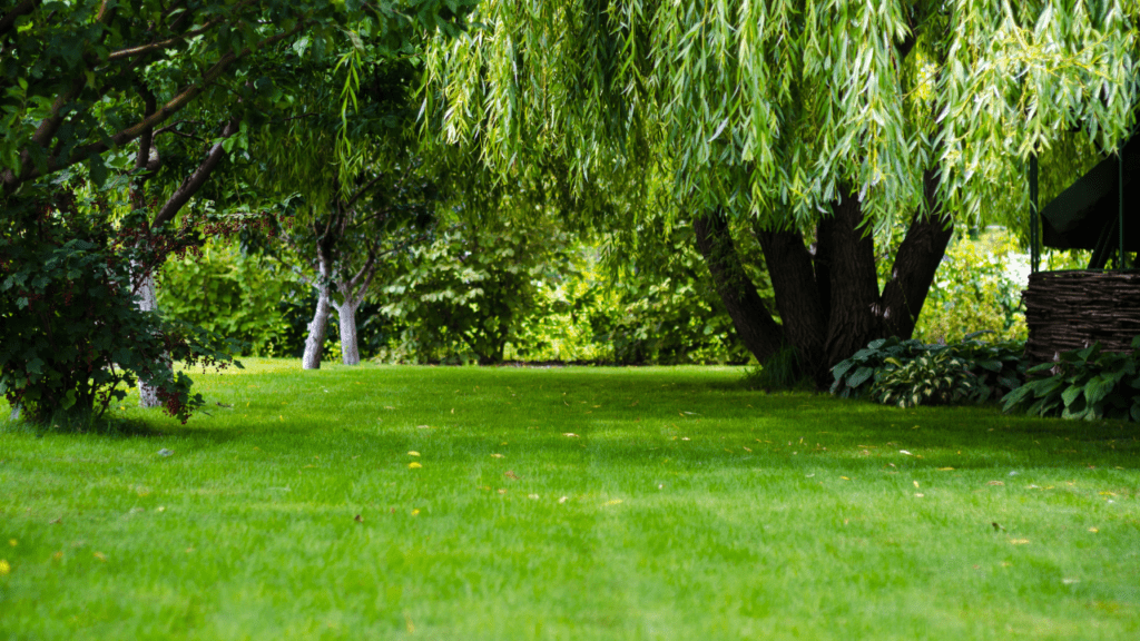 interesting facts about trees