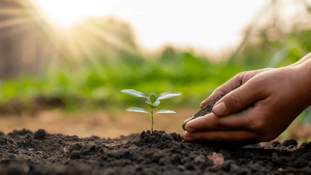 how to care for newly planted trees