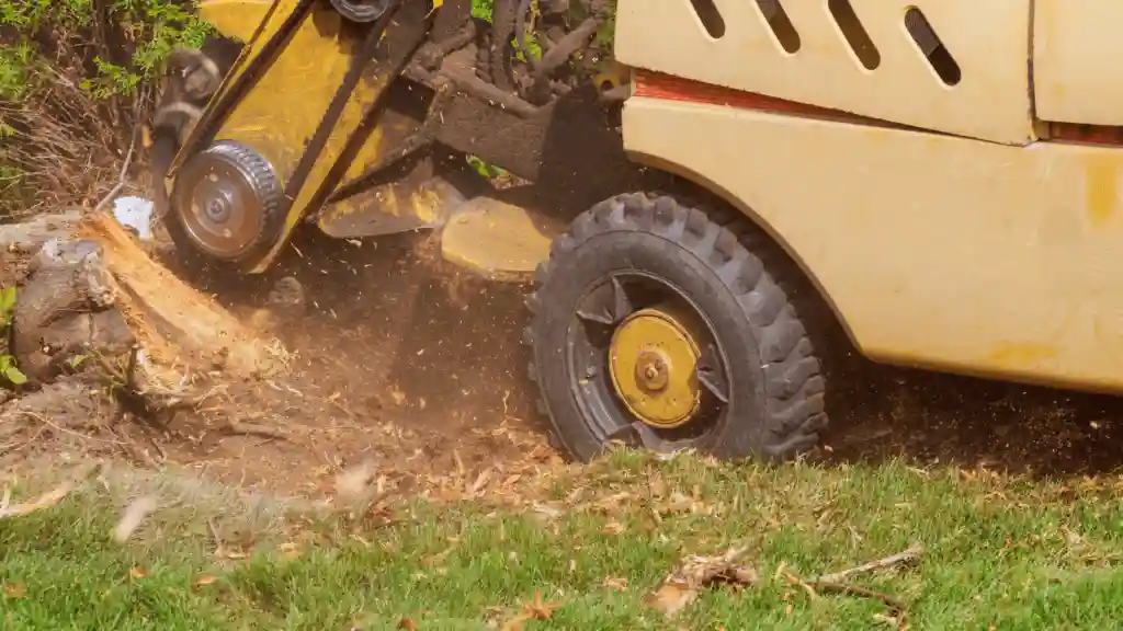 How to Remove a Root Ball