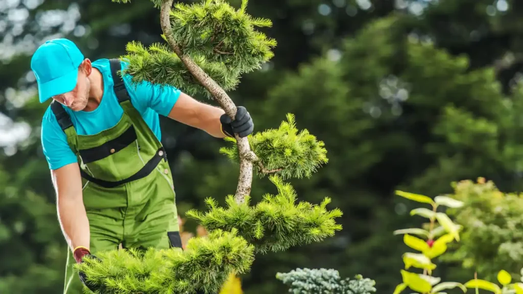 Expert Plant Health Care Services