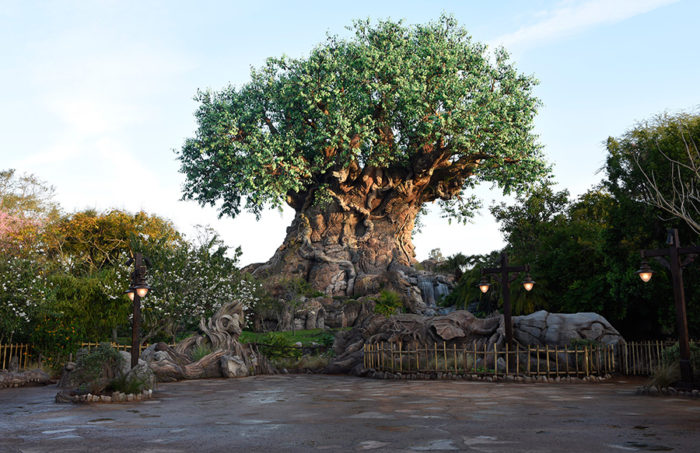 5 Spots Animal Kingdom