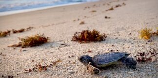 Sea Turtle Conservation