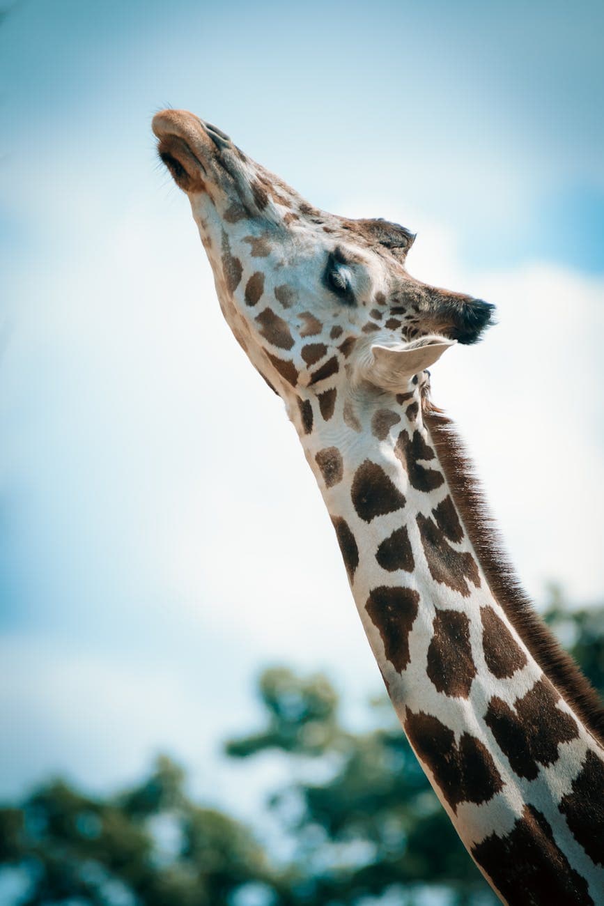 close up photography of giraffe