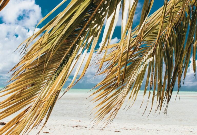 coconut tree on seashore