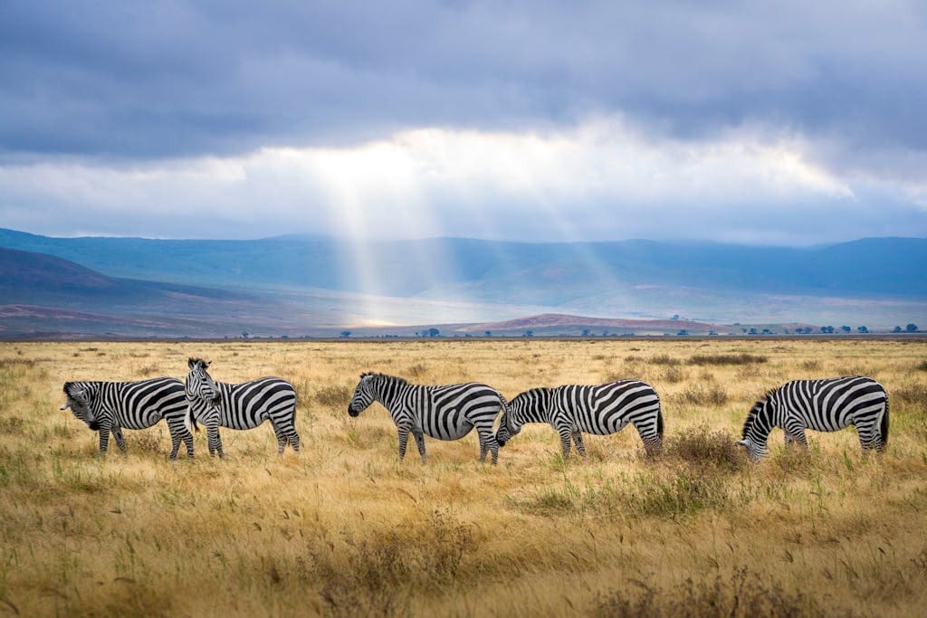 Planning an African safari? Discover everything you need to know, from the best destinations to packing tips and safari safety advice. 