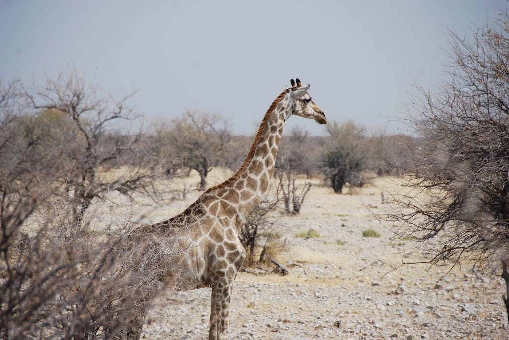 Planning an African safari? Discover everything you need to know, from the best destinations to packing tips and safari safety advice. 