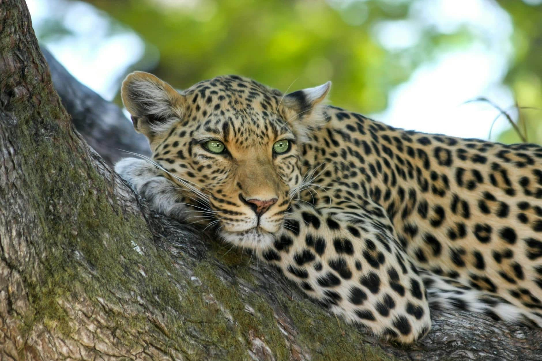 leopard on brown trunk tree