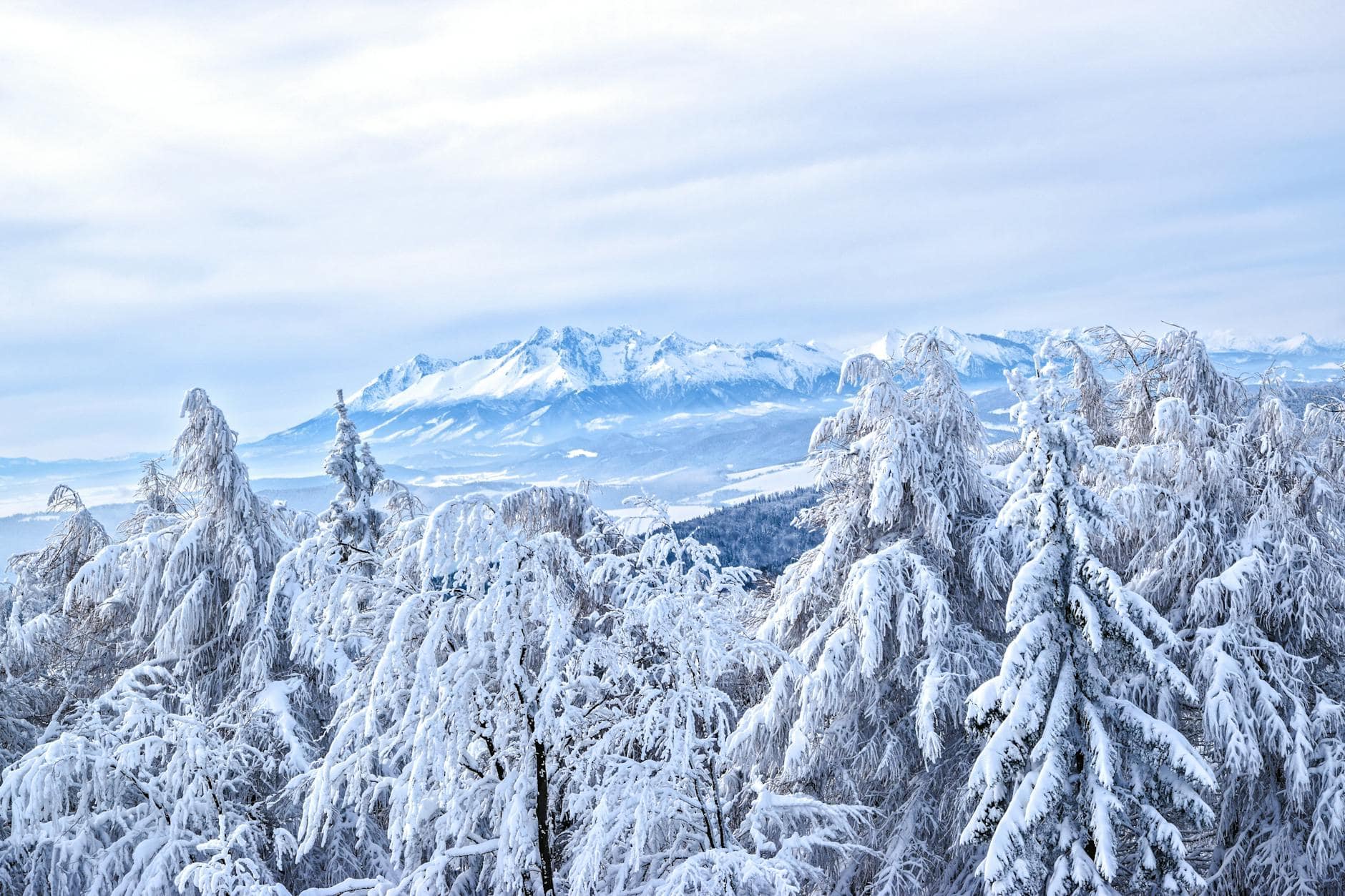 trees covered with snows