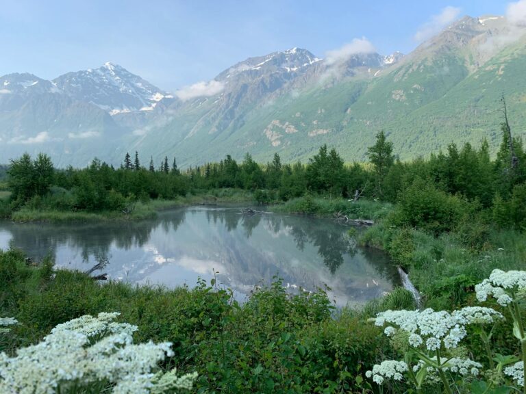 green trees near lake