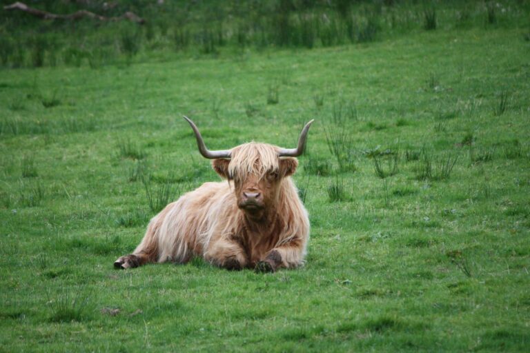 brown and white highland cattle