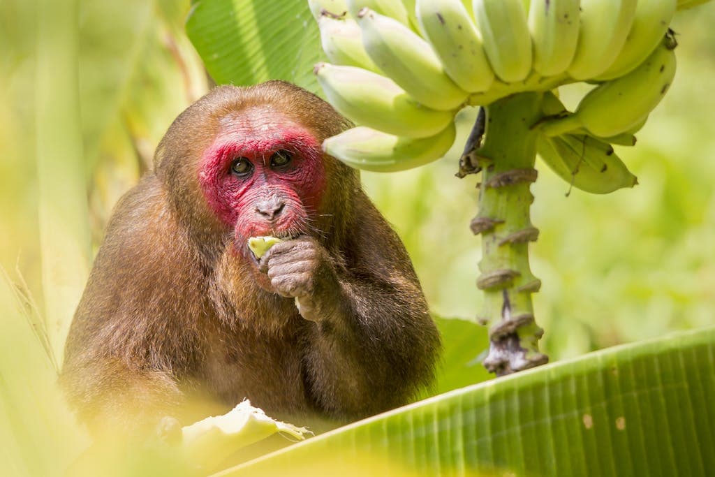 Brown Monkey on Banana Tree