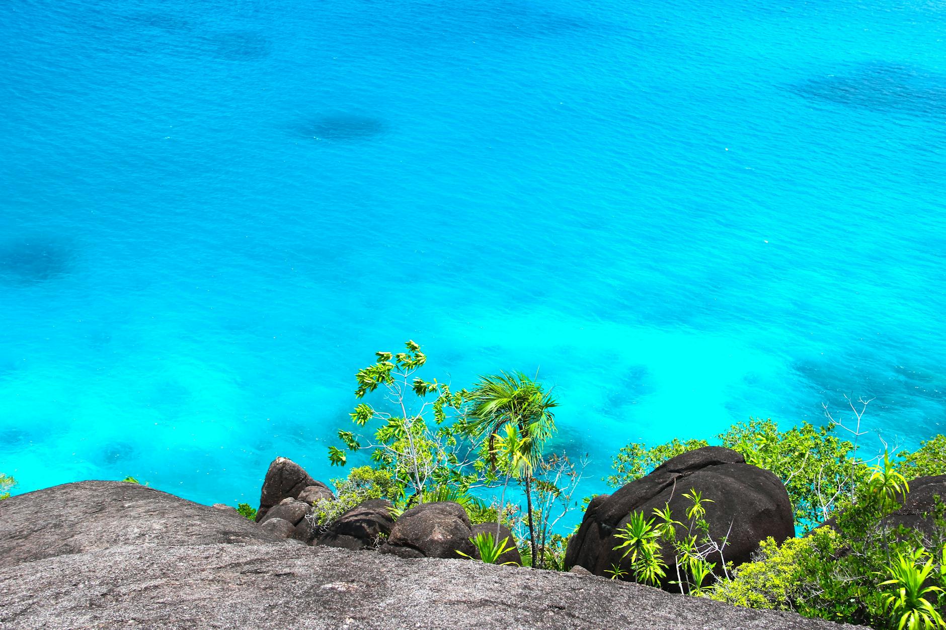 green tree beside blue body of water during day time