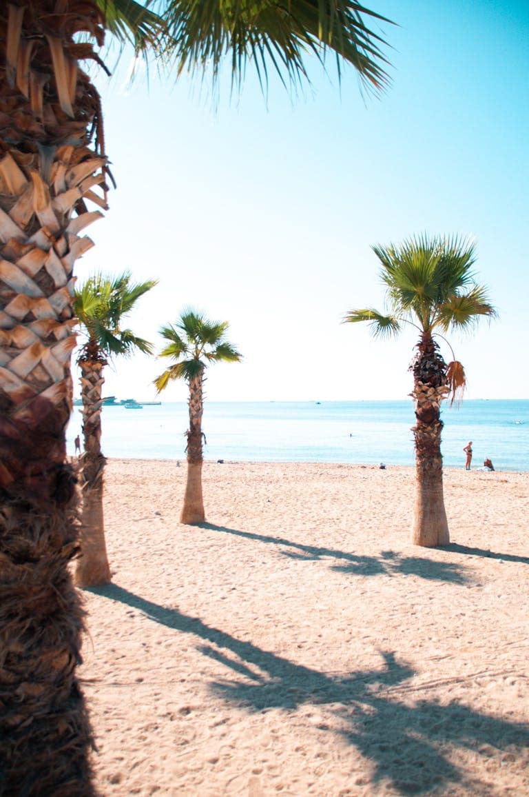 Photo of Trees on Beach