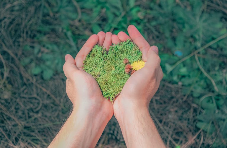 Person's Left Hand Holding Green Leaf Plant