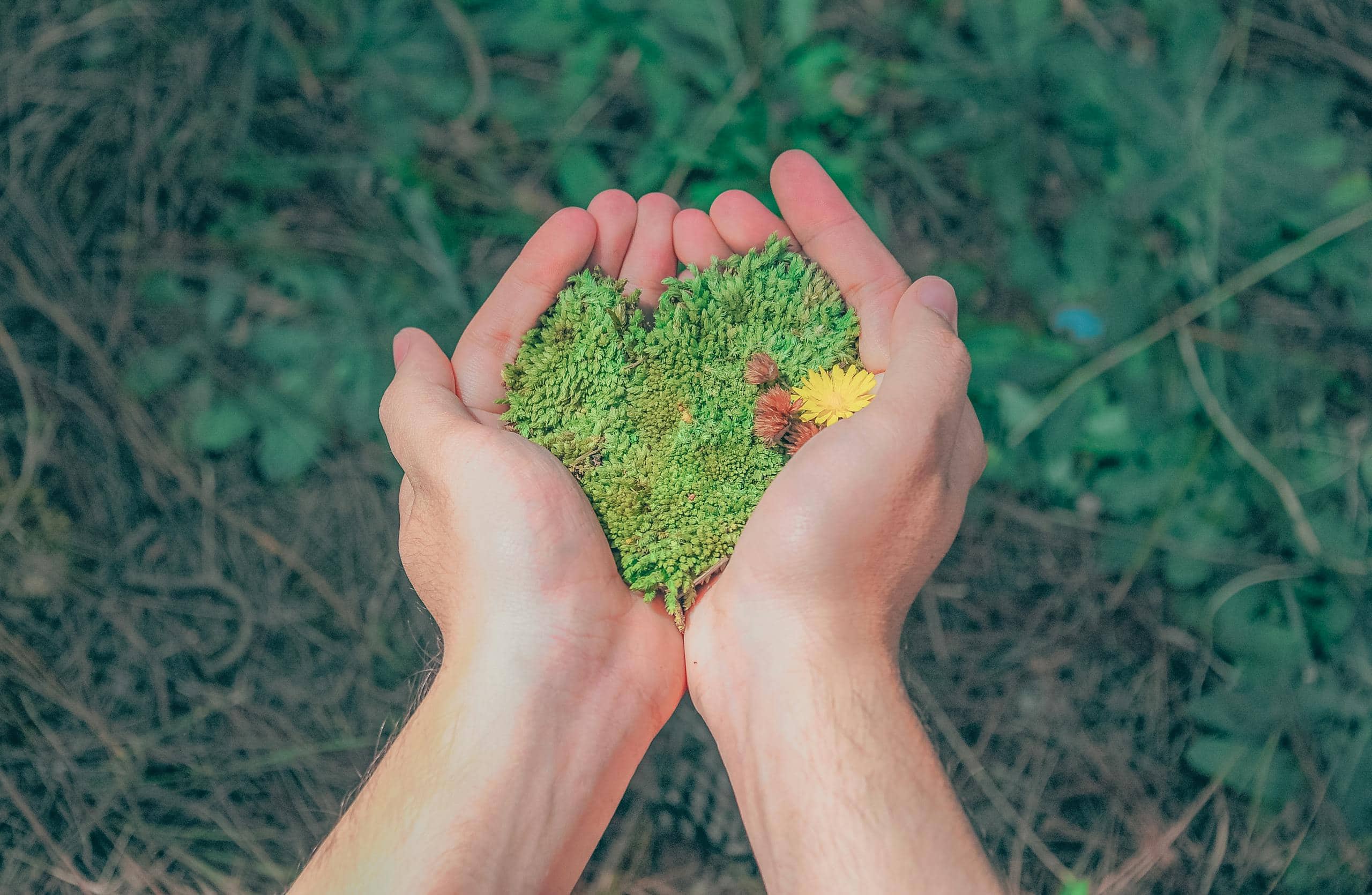 Person's Left Hand Holding Green Leaf Plant