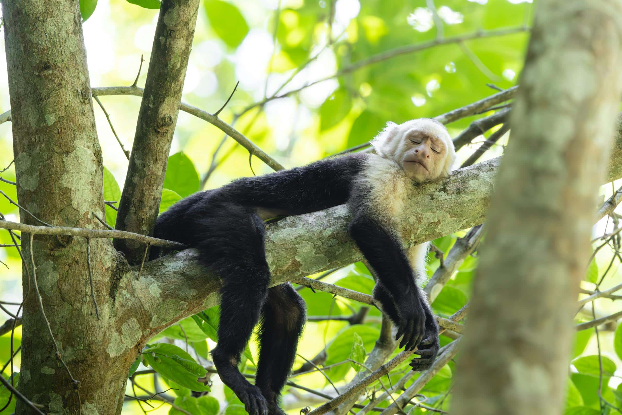 A capuchin monkey peacefully sleeping on a tree branch in a lush tropical forest.