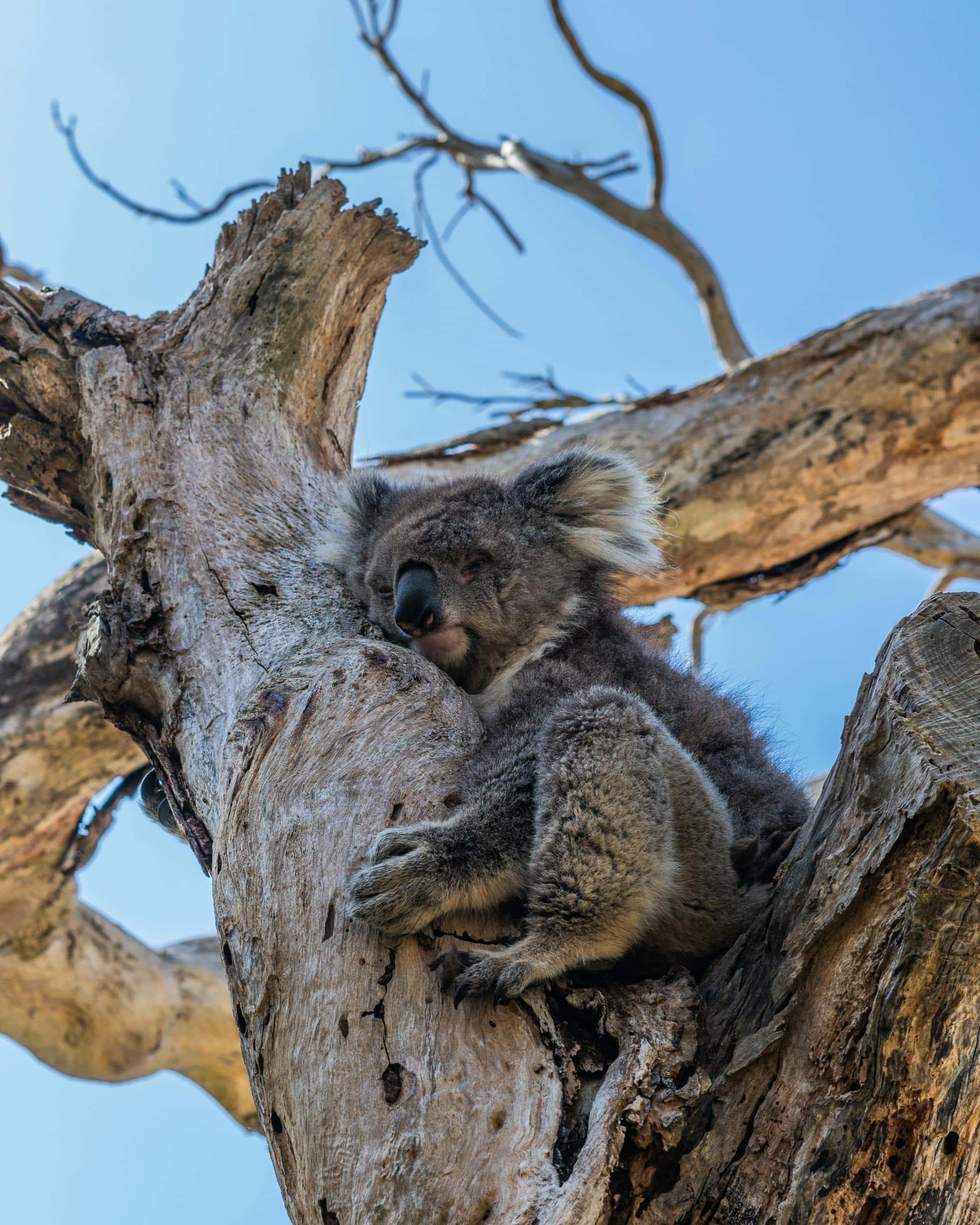 Cute koala sleeping on a eucalyptus tree in Melbourne, Australia. Perfect wildlife capture.