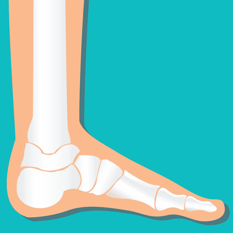 An image that shows Ankle Foot