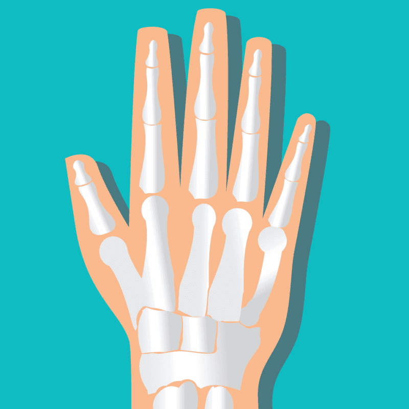 An image that shows Hand Fingers